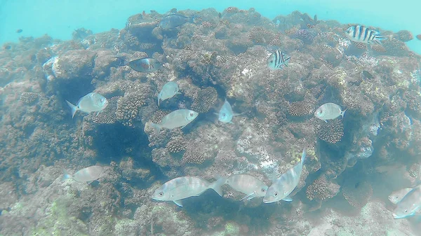 Рыбы-суррогаты Akantnuridae, Seabreams и плавают вокруг яркого c — стоковое фото