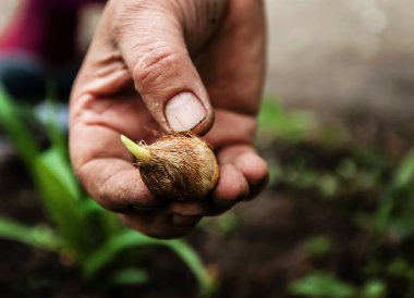 Bir kadın eli bir çiçek ampul tutar. Yakın çekim, gardeni kavramı