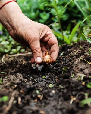 Kadın çiçek soğanı sadi toprak toprak ver. Yakın çekim, kavramı o