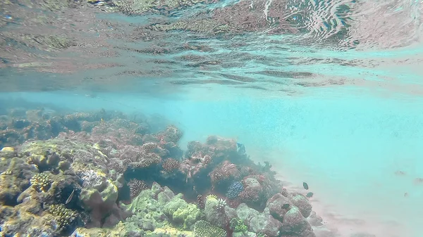 Récif corallien de couleur vive dans la mer Rouge à Hurghada, Egypte, soleil — Photo