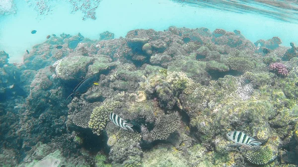 Рыбы-суррогаты Akantnuridae, Seabreams и плавают вокруг яркого c — стоковое фото