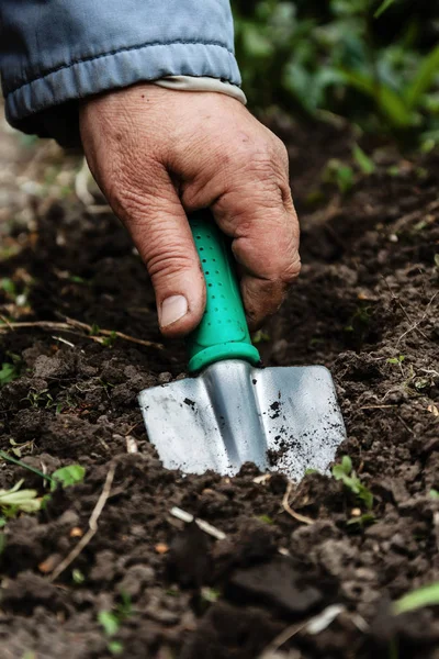 La mano di una donna scava terra e terra con una pala. Primo piano, Conce — Foto Stock