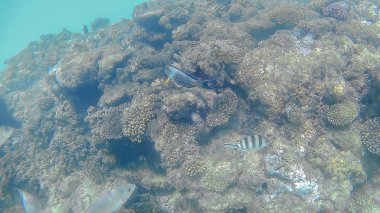Balık cerrahi Akantnuridae, Seabreams ve parlak bir c yüzüp