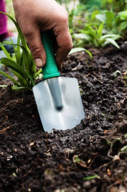 Bir kadın eli bir kürekle toprak ve toprak seven. Yakın çekim, Conce