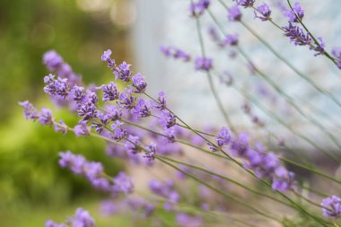 Gün ışığında Lavanta Çiçekleriyle Bush