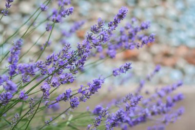 Gün ışığında Lavanta Çiçekleriyle Bush