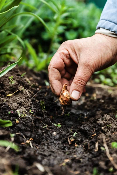 Kadın çiçek soğanı sadi toprak toprak ver. Yakın çekim, kavramı o