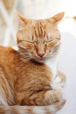 Kırmızı kedi, baş, yakın çekim portre kısarak güneşte ve 