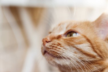 Kırmızı kedi, baş, büyük bir portresini güneşin altında Merhaba kısarak