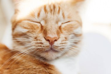 Kırmızı kedi, baş, yakın çekim portre kısarak güneşte ve 