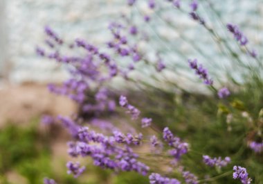 Gün ışığında Lavanta Çiçekleriyle Bush