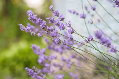 Gün ışığında Lavanta Çiçekleriyle Bush