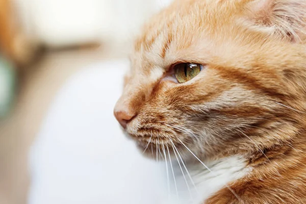 Un chat rouge, un grand portrait de la tête, plissé au soleil, salut — Photo