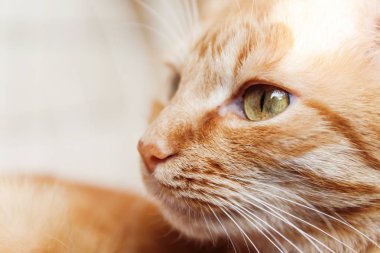 Kırmızı kedi, baş, büyük bir portresini güneşin altında Merhaba kısarak