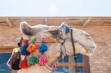Bir deve dekore edilmiş Başkanı yakın çekim,