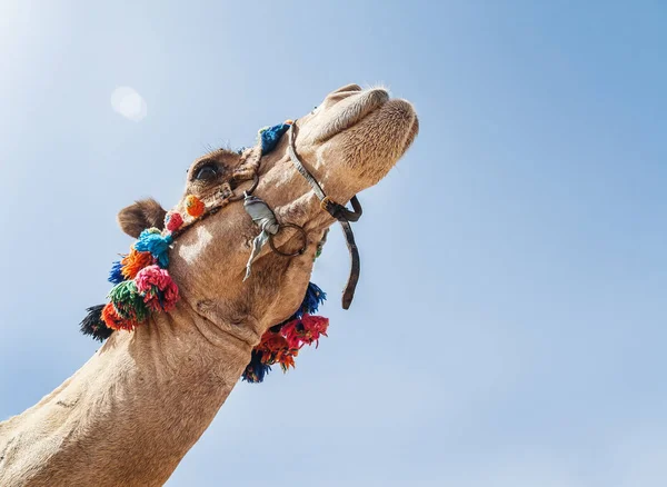Украшенная голова верблюда крупным планом на фоне неба — стоковое фото
