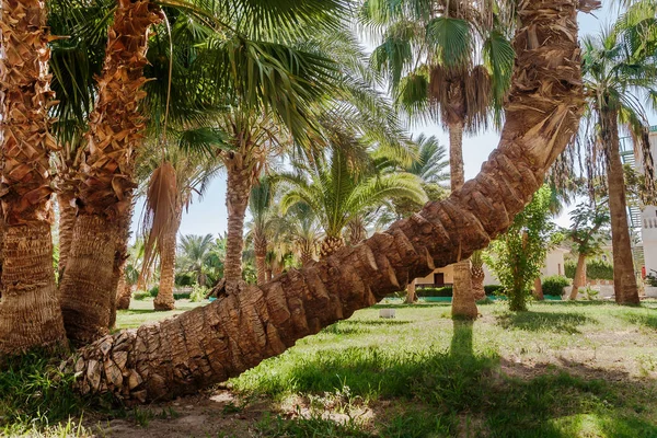 Palmový háj a palm tree neobvyklé zakřivený tvar — Stock fotografie