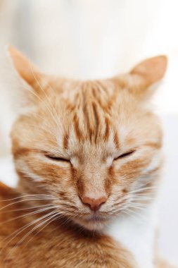 Kırmızı kedi, baş, yakın çekim portre kısarak güneşte ve 