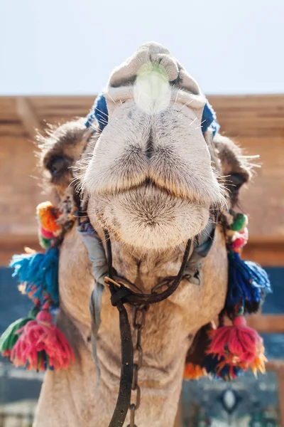 Bir deve dekore edilmiş Başkanı yakın çekim, — Stok fotoğraf