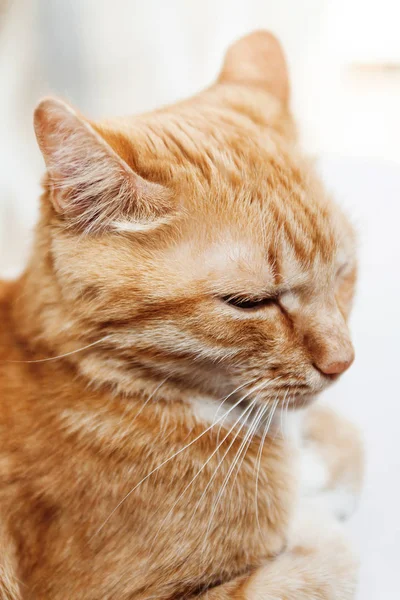 Kırmızı kedi, baş, yakın çekim portre kısarak güneşte ve 