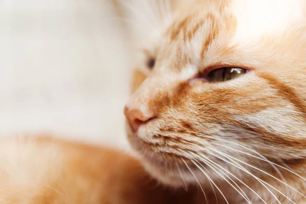 Kırmızı kedi, baş, yakın çekim portre kısarak güneşte ve 
