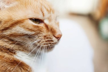 Kırmızı kedi, baş, yakın çekim portre kısarak güneşte ve 