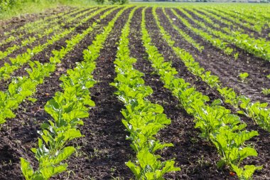 Genç lahanası satırlarla olan büyük bir alana