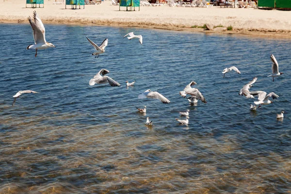 Over de zee langs het strand meeuwen vliegen — Stockfoto