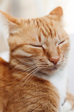 Kırmızı kedi, baş, yakın çekim portre kısarak güneşte ve 