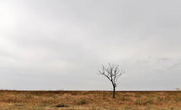 荒れ模様の空の下で黄色のフィールドで孤独な枯れた木 — ストック写真