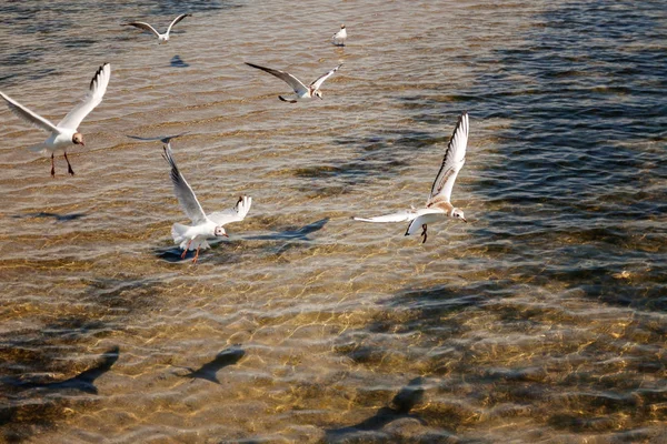 Над морем по пляжу летают чайки — стоковое фото