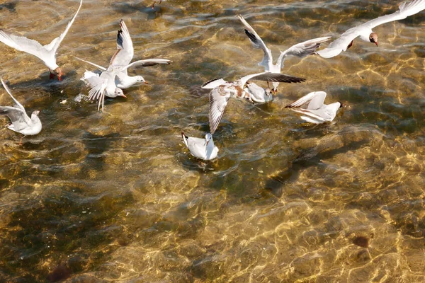 Sobre o mar ao longo da praia as gaivotas voam — Fotografia de Stock