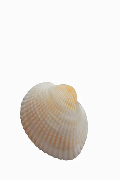 Seashell, isolerade på vit bakgrund, närbild — Stockfoto