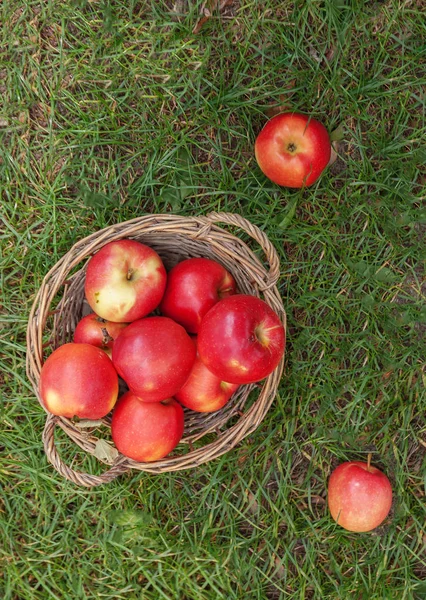 Juicy red apples in a basket and scattered on green grass, top v Stock Photo