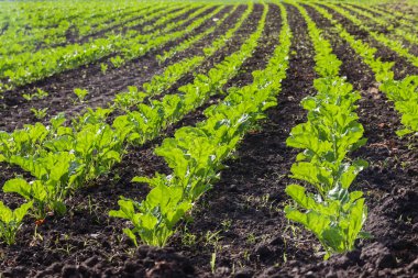Genç lahanası satırlarla olan büyük bir alana
