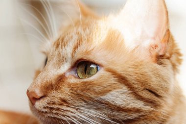 Kırmızı kedi, baş, büyük bir portresini güneşin altında Merhaba kısarak