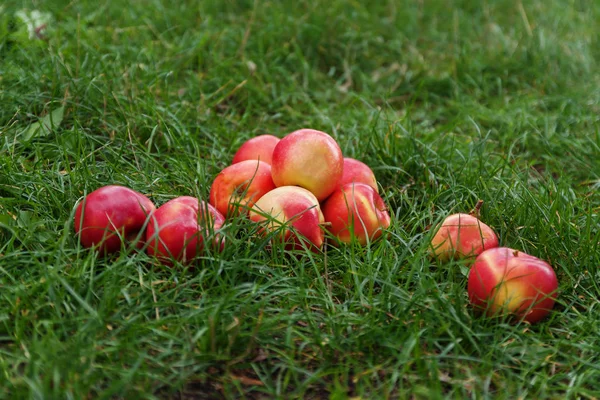 Pommes rouges juteuses sur herbe verte — Photo