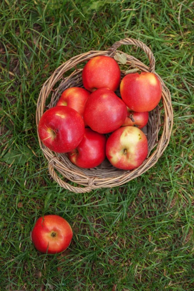 Juicy red apples in a basket and scattered on green grass, top v Royalty Free Stock Images