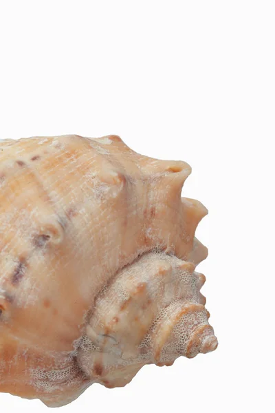 Concha, isolado no fundo branco, close-up — Fotografia de Stock