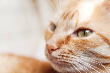 Kırmızı kedi, baş, büyük bir portresini güneşin altında Merhaba kısarak