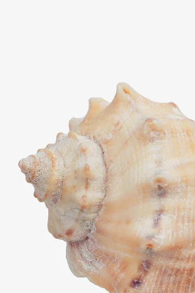 Concha marina, aislada sobre fondo blanco, primer plano — Foto de Stock