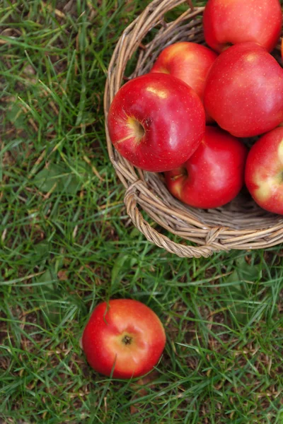 Juicy red apples in a basket and scattered on green grass, top v — Stock Photo, Image