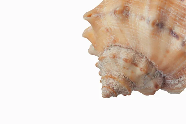 Seashell, isolerade på vit bakgrund, närbild — Stockfoto
