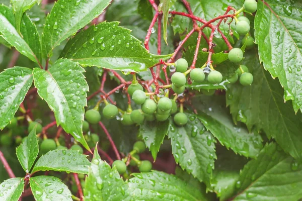 Un jeune bouquet de raisins après la pluie. Des gouttes d'eau s'ajoutent au th — Photo