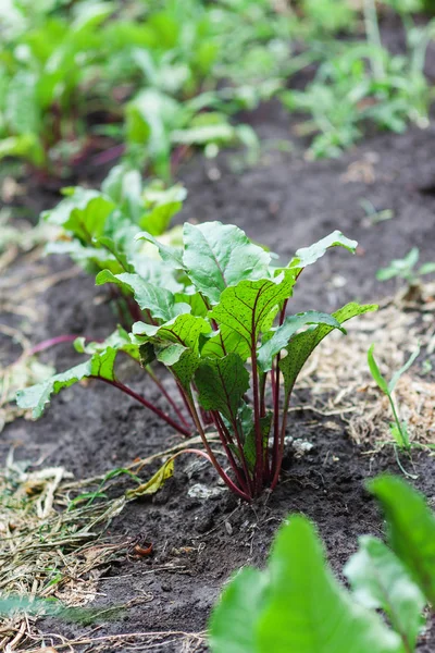 Fresh beetroot and spinach plants  on a vegetable garden ground