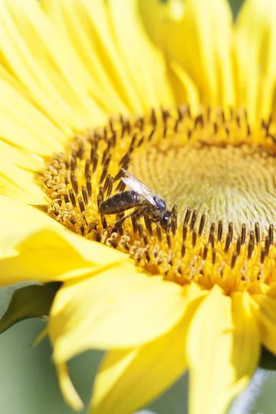 Bee collects nectar from a sunflower flower on orange blurred ba