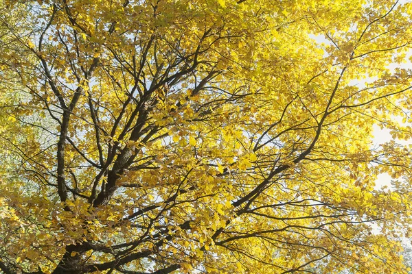 Blick von unten auf ein buntes Laub an den Herbstbäumen im — Stockfoto