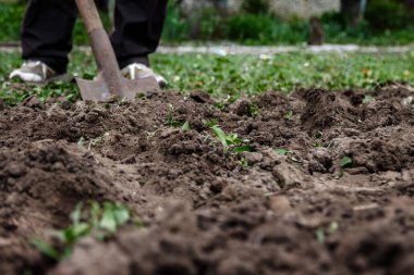Bir kadın eli bir kürekle toprak ve toprak seven. Yakın çekim, Conce