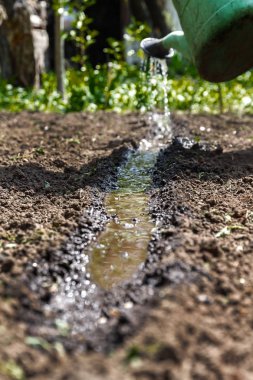 Su sulama olabilir topraktan. Yakın çekim, kavram gardenin