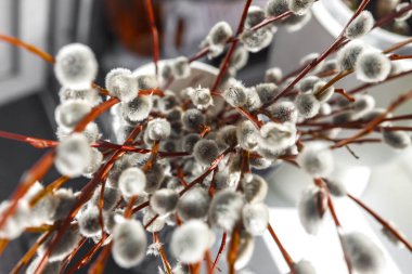 Söğüt kürk ağaçları gün ışığında bulanık, yakın plan, eski tarz.